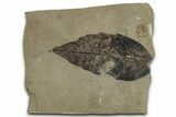 Fossil Oak Leaf (Quercus) - Insect Predation! #356093-1